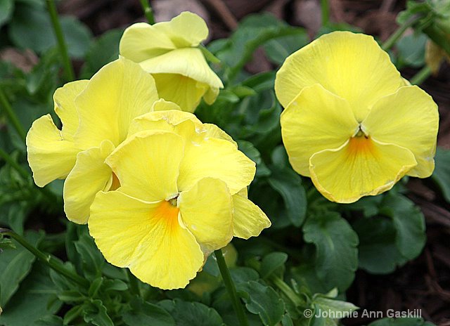 Yellow Pansies