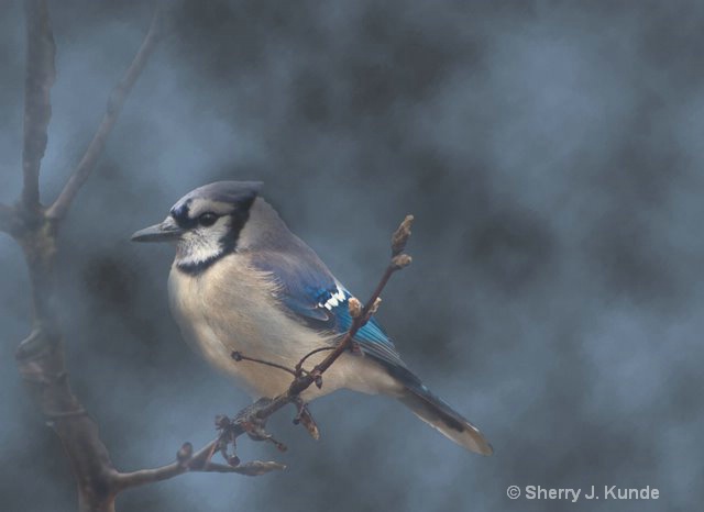 Bluejay In The Mist