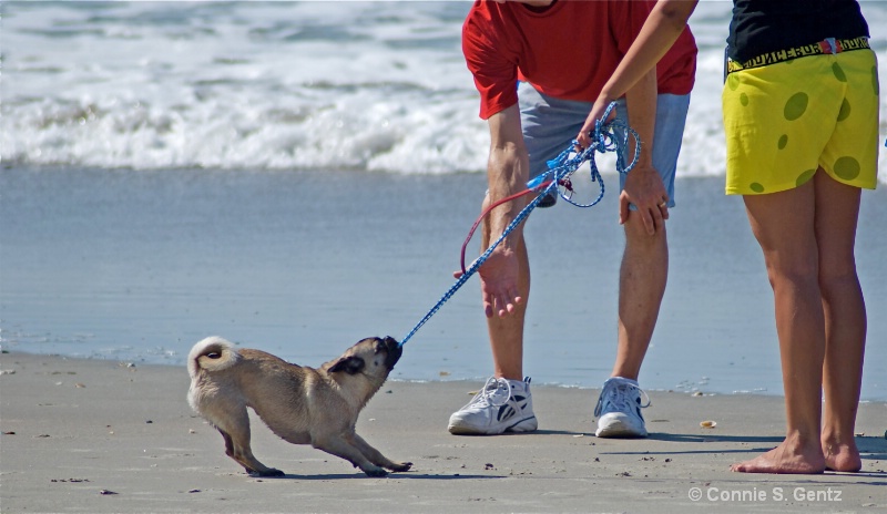 playful beach pug