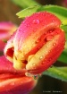 Dew~Drops