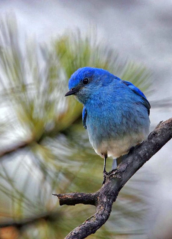 Mountain Bluebird