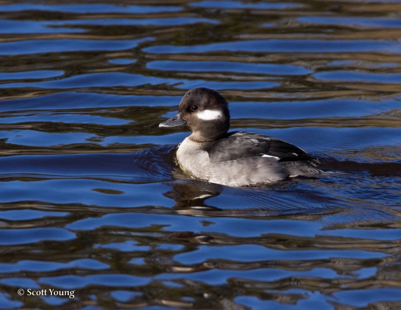 Female Bufflehead, Chincoteague NWR - ID: 7818793 © Richard S. Young