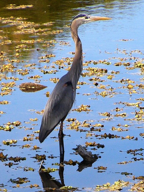 Heron 15 with Breeding Plumage