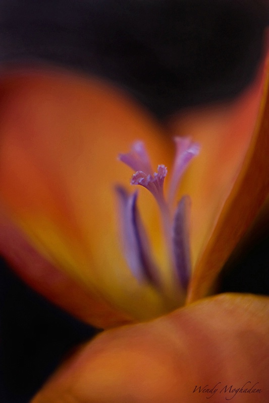 Freesia