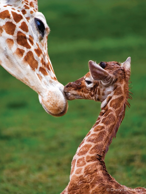 Mother and Daughter