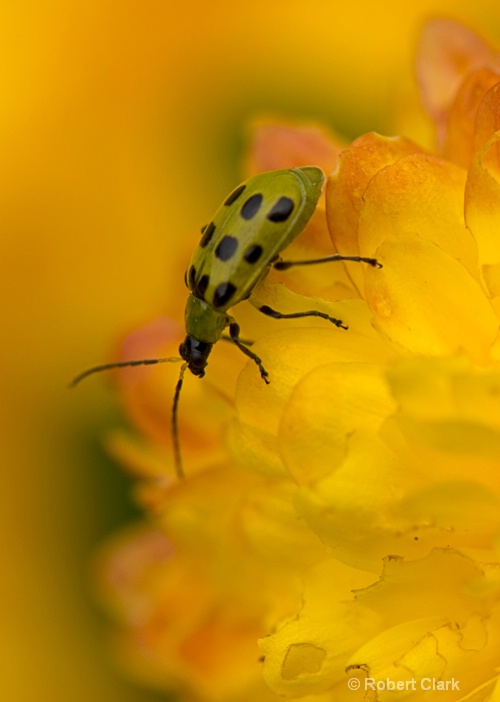 green bug on yellow flower