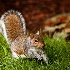 2Morning Squirrel - ID: 7822798 © Kiril Kirkov