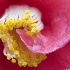 © Elliot Barnathan PhotoID# 7822889: Intertwined
