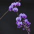 © Elliot Barnathan PhotoID# 7823117: Study in Purple
