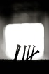 Nail Silhouette