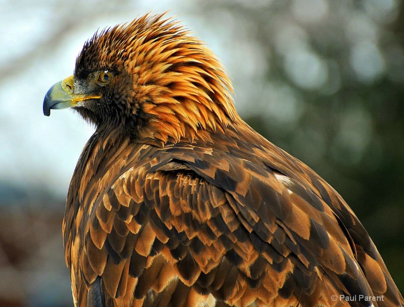 Winter Eagle - ID: 7823535 © paul parent