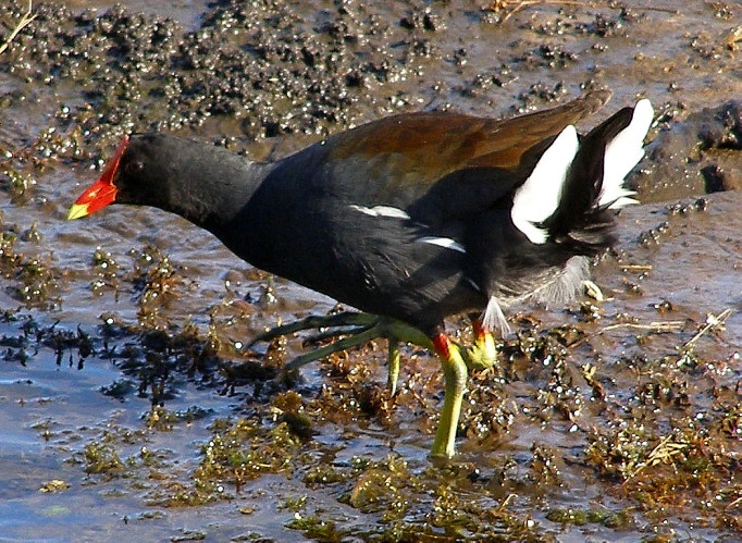 Ducks Behind