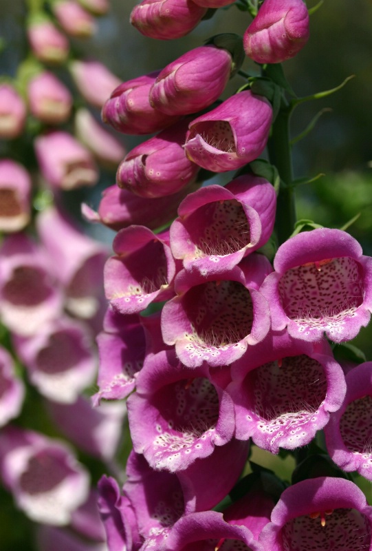 Foxglove