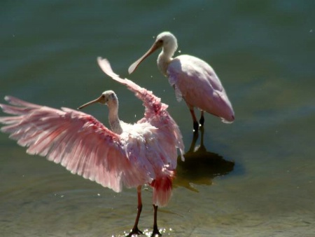 Pink Spoonbills
