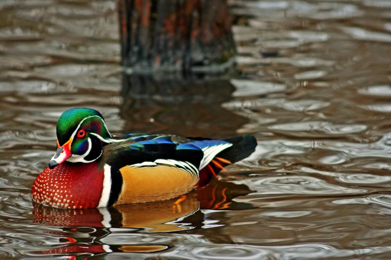 Colorful Wood Duck