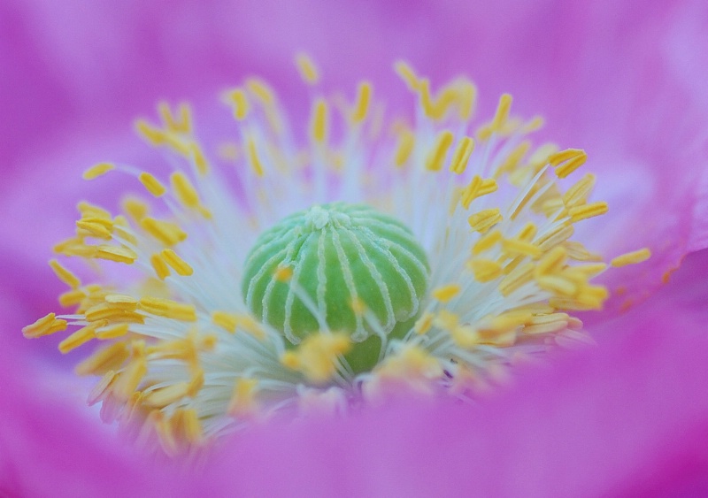 Inside the flower