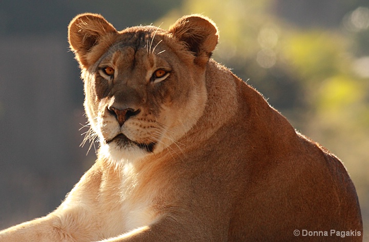 Proud Lioness