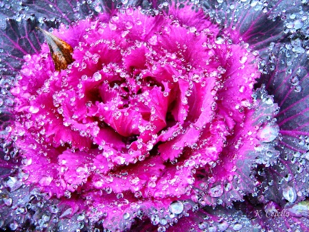 Natures Jewels 2