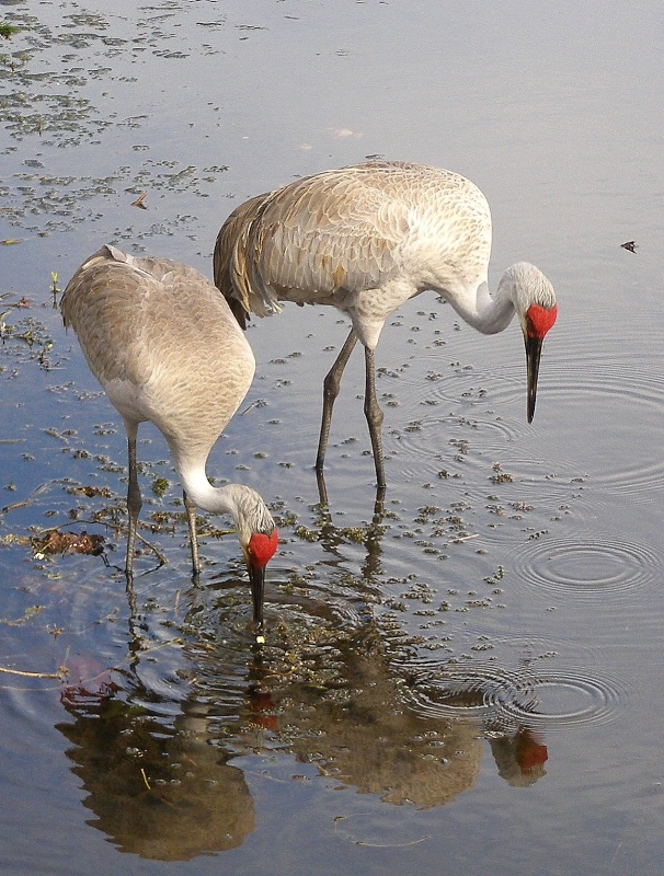 Sandhill Cranes 20