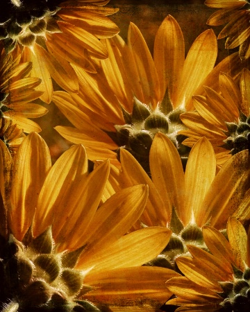 Sunflower Play