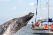 Jaws . . . . Phff...