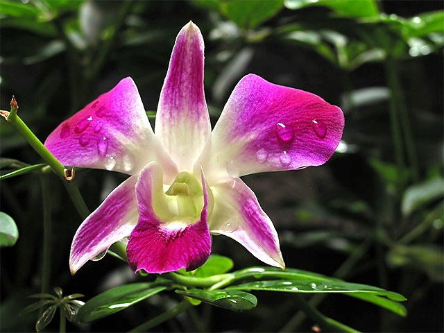 Dendrobium Sonia