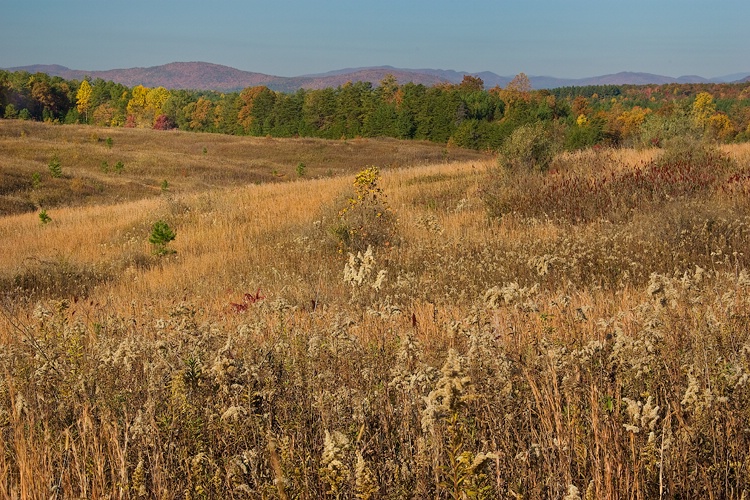 Garlington Prairie, Andrew Pickens Dist.,Sumter NF - ID: 7829833 © george w. sharpton