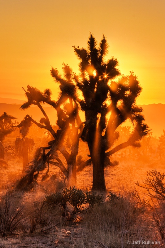 Mojave Desert Sunset
