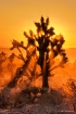 Mojave Desert Sun...