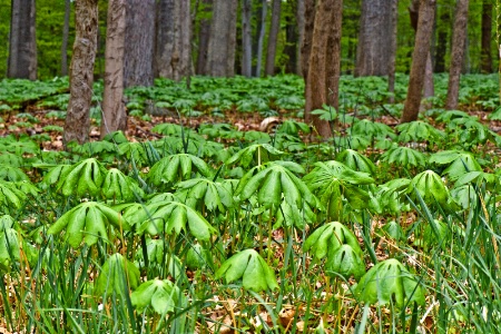 Forest  Floor