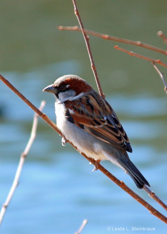 A Marsh Wren???