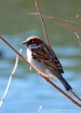 A Marsh Wren???