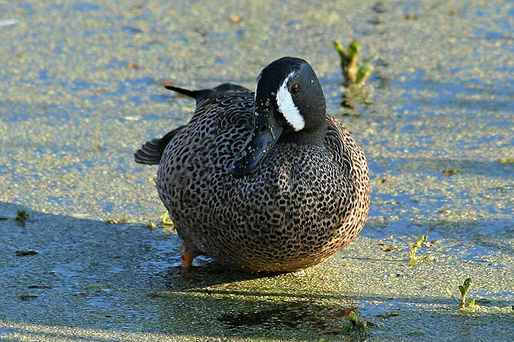 Male Blue Winged Teal
