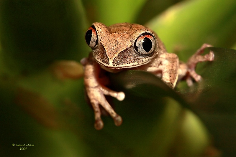 The Little Guy with the Big Eyes