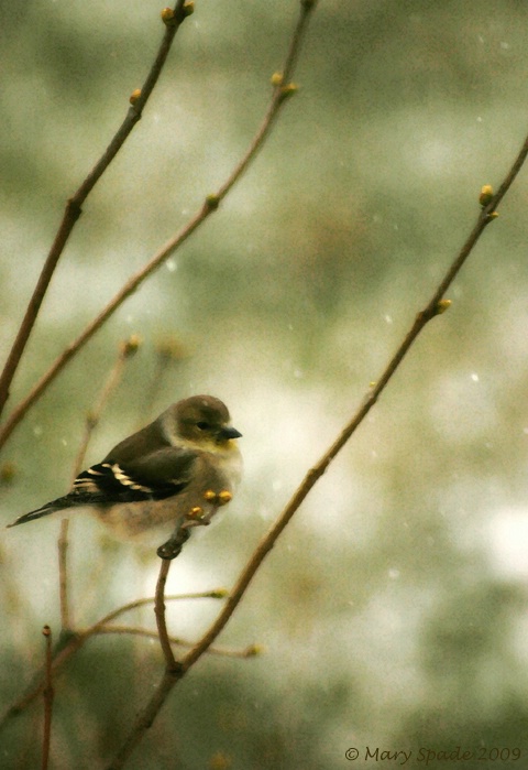 Gold Finch in Winter