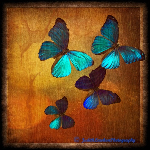 ~ Four butterflies ~