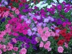 Spring Awakening