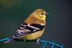 Young Goldfinch