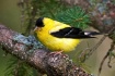 Goldfinch