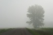 Out of the Fog