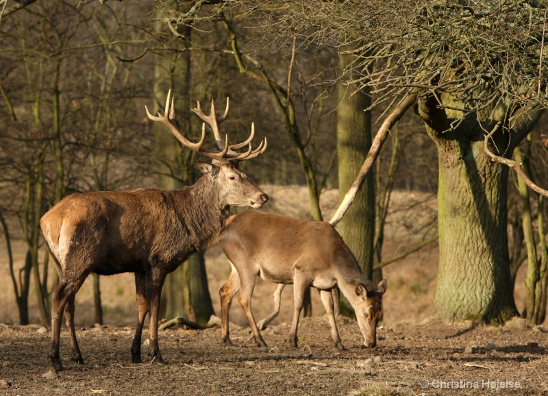 Red deer