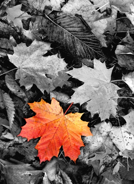 outstanding leaf - ID: 7835617 © Joseph T. Dick