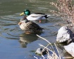 Sun Bathers.....