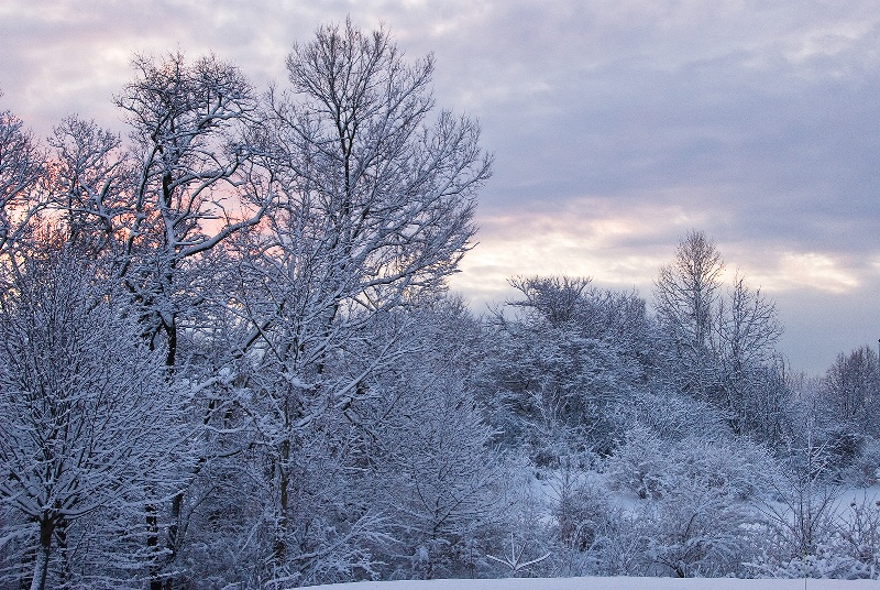 Dawning Snow