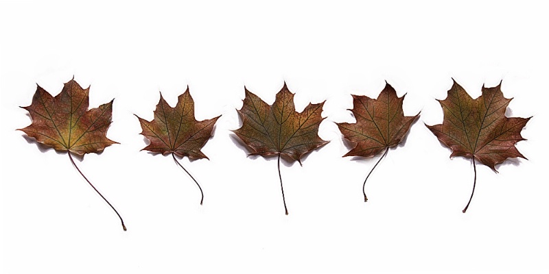 Five Leaves Left - ID: 7837986 © Laurie Daily