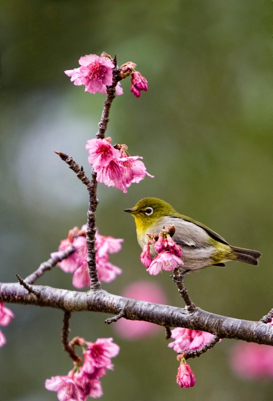 Bird and Blossoms