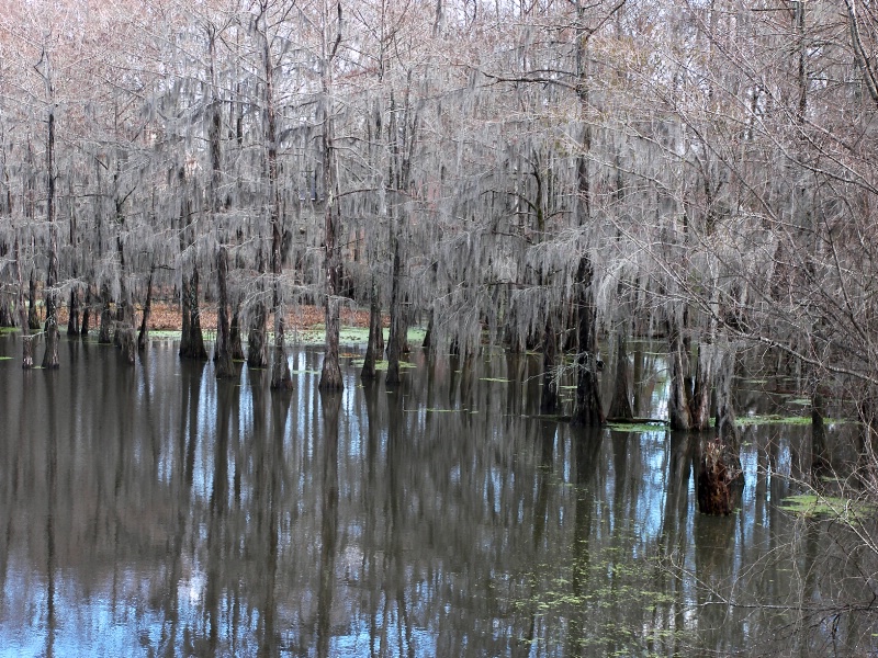 Winter On The Bayou