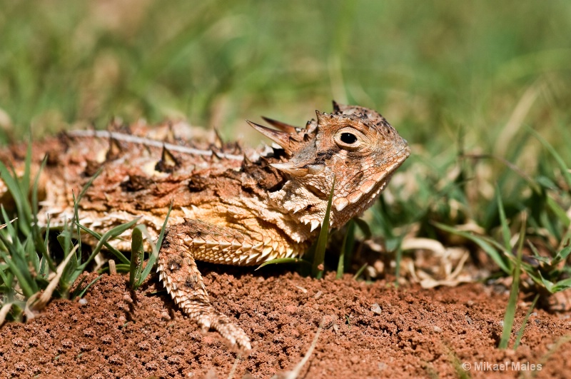horned toad lizard-3