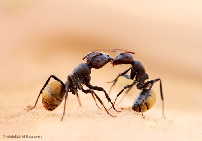 Ant