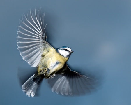 Blue Tit